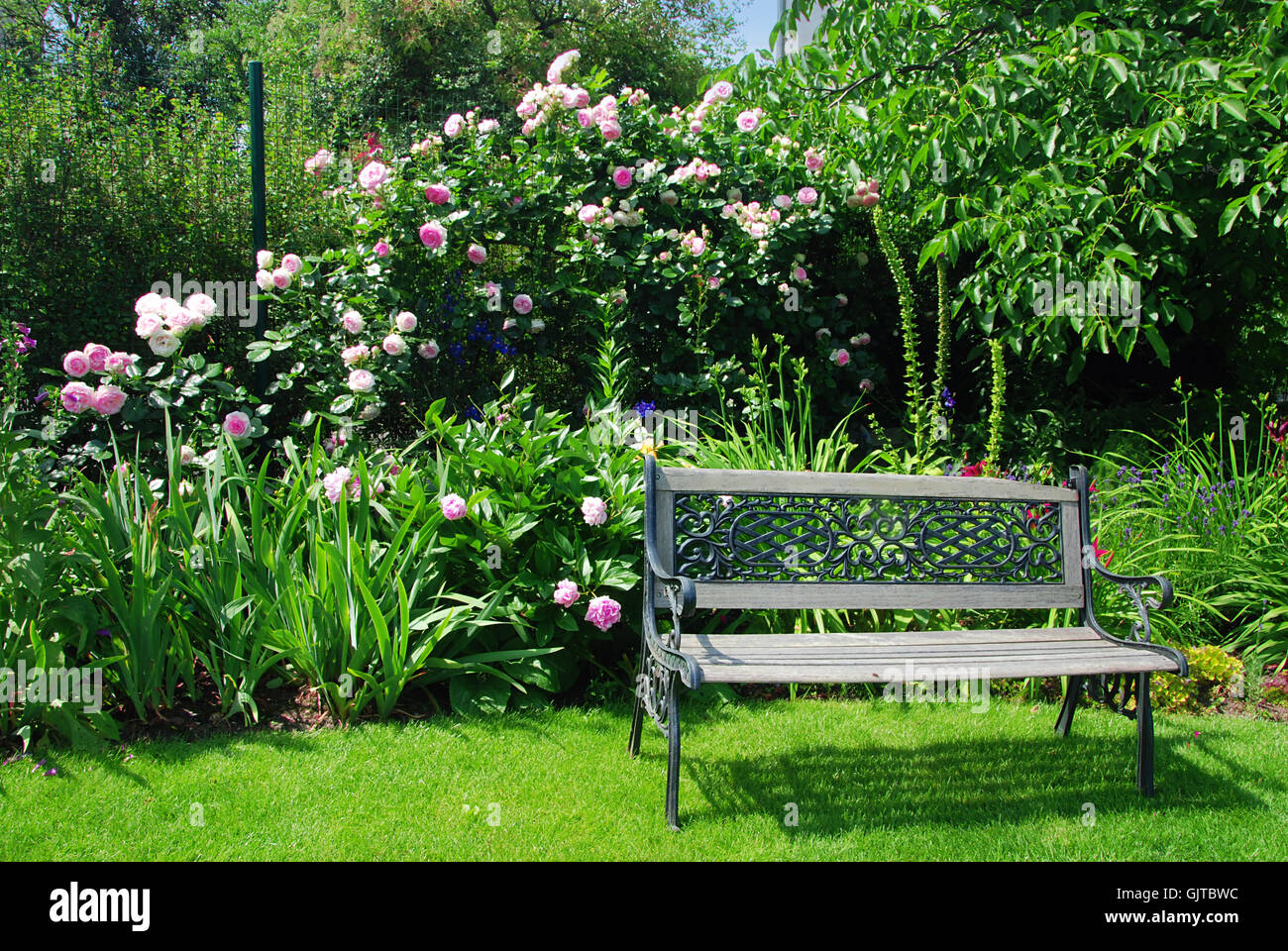 Les rosiers de jardin parc Banque D'Images