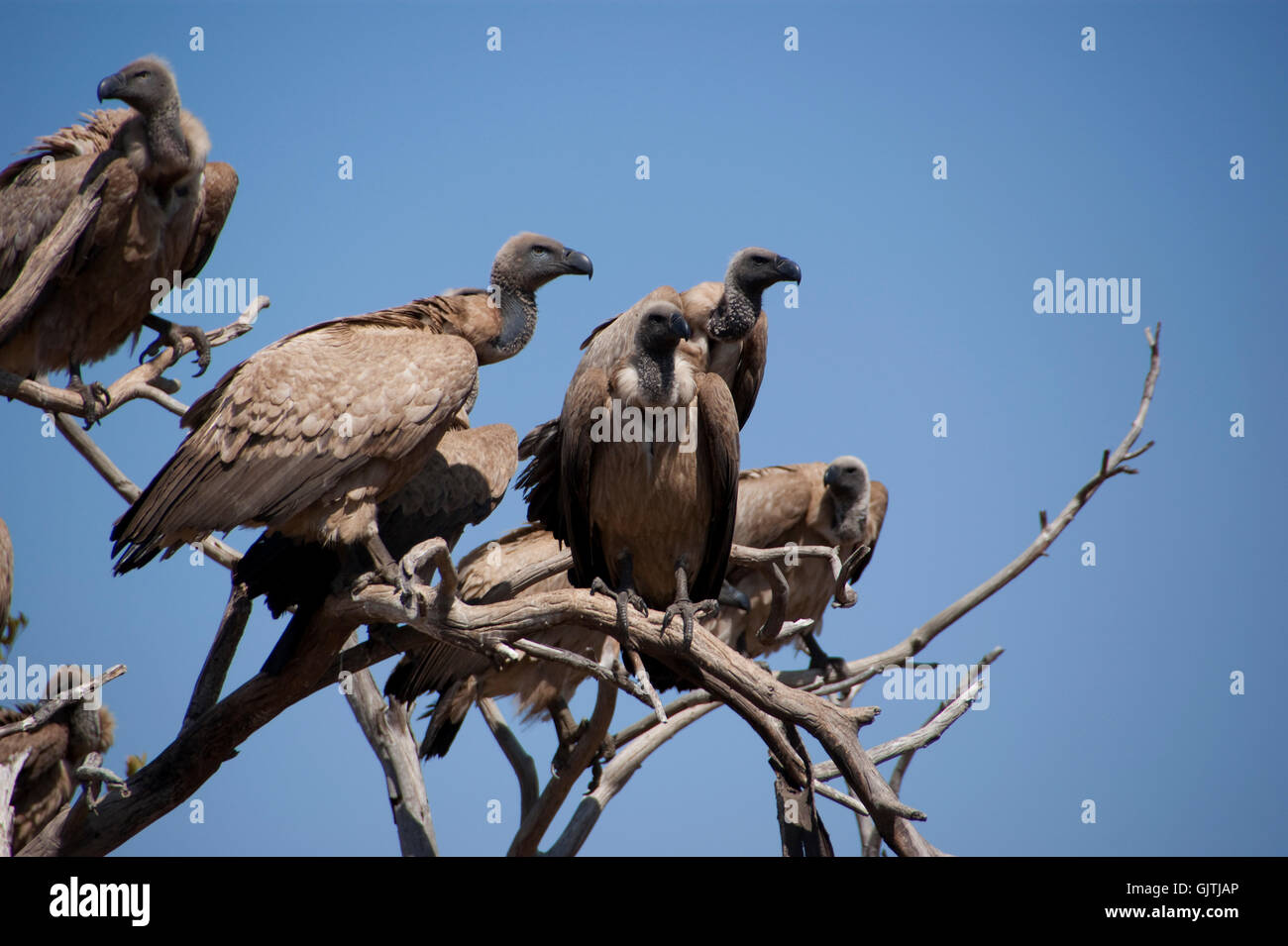 oiseaux oiseaux arbre Banque D'Images