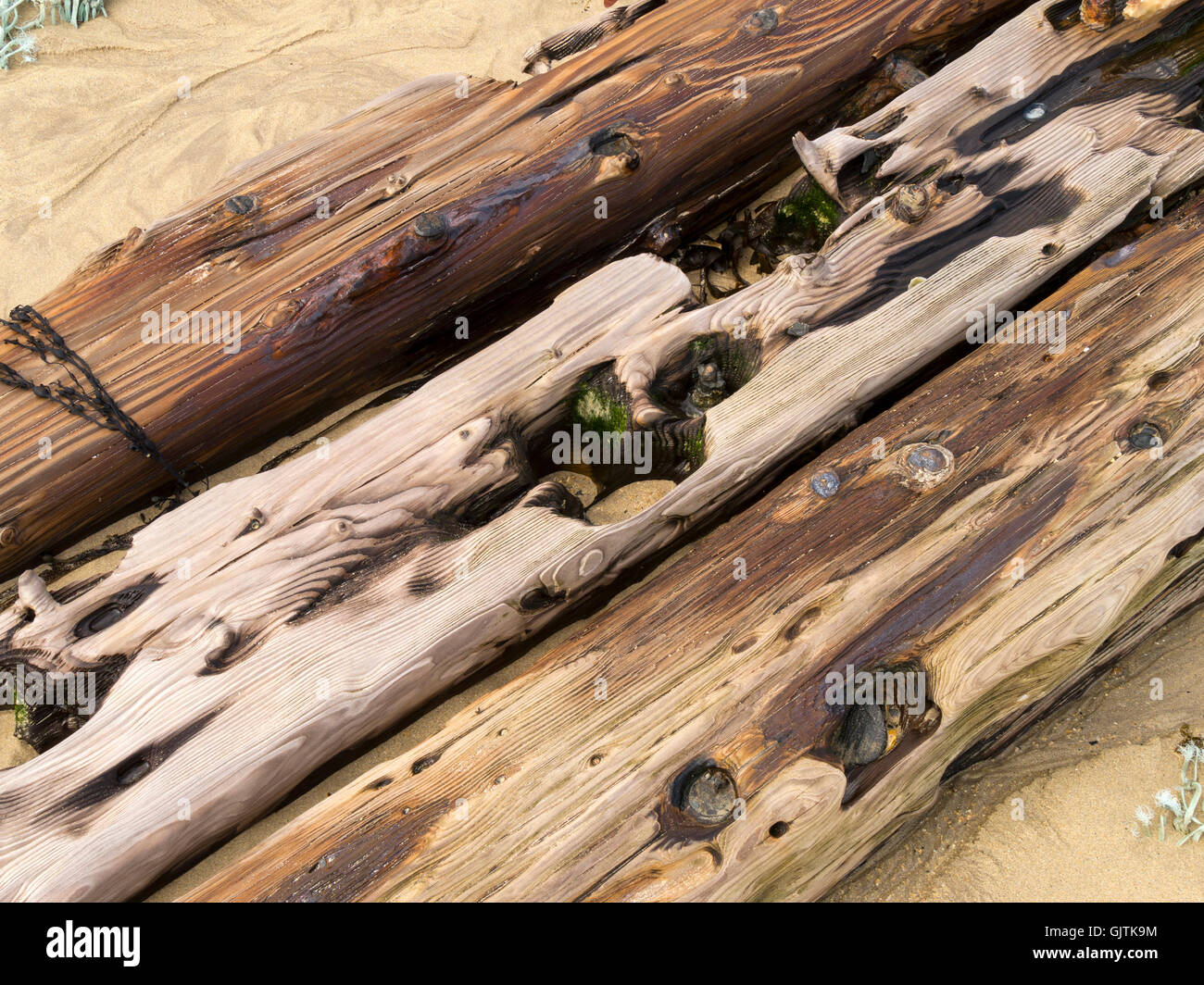 Vieux Chêne bois épave enfouie dans le sable de la plage, Balnahard Beach, à l'île de Colonsay, Ecosse, Royaume-Uni. Banque D'Images