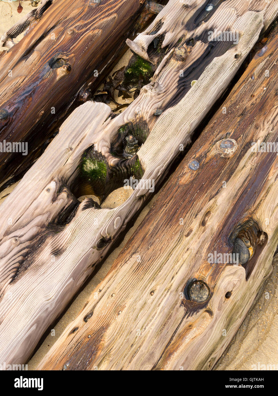 Vieux Chêne bois épave enfouie dans le sable de la plage, Balnahard Beach, à l'île de Colonsay, Ecosse, Royaume-Uni. Banque D'Images