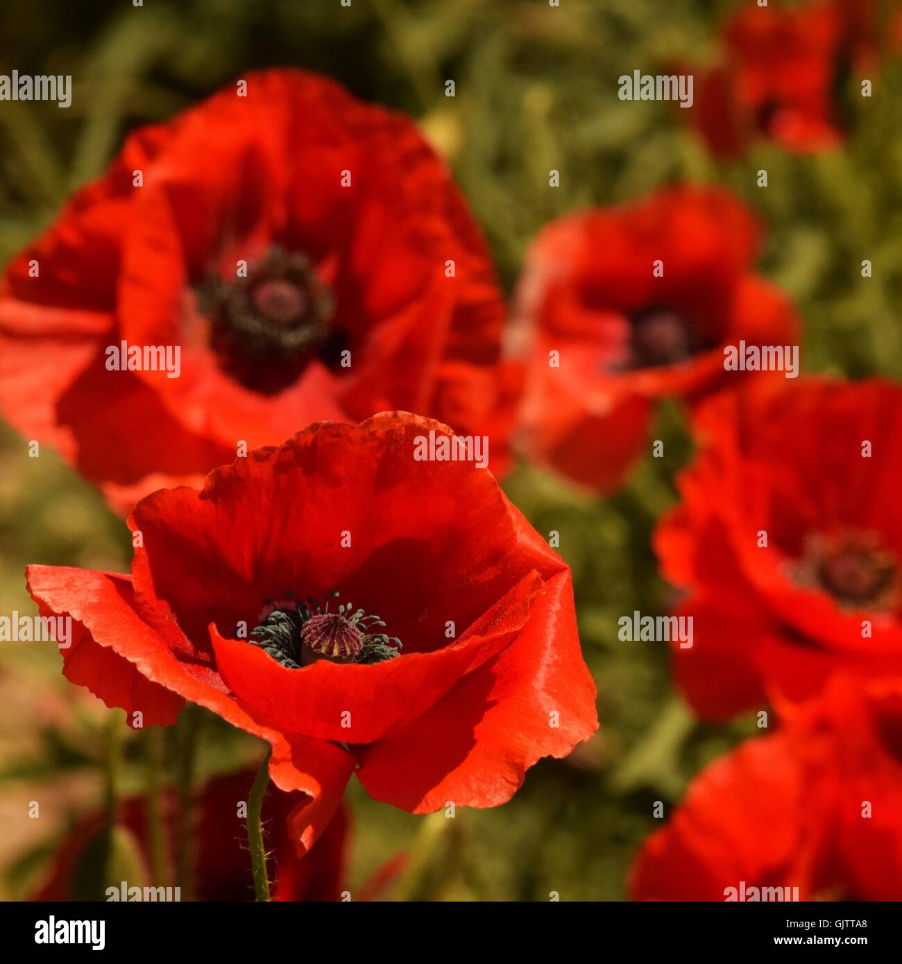 Un fiield de fleurs de pavot oriental Banque D'Images