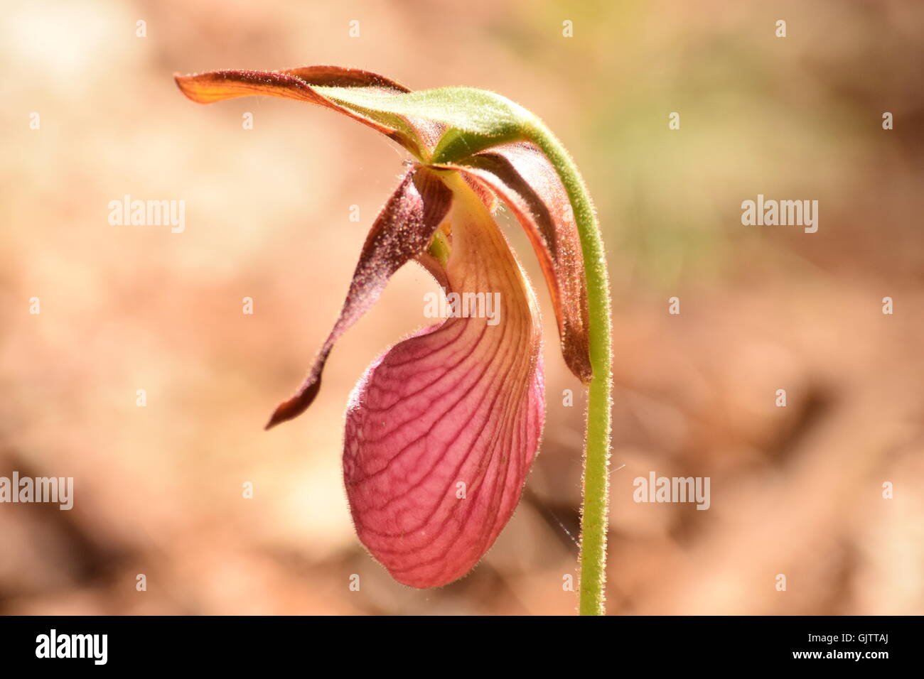 Profil d'une Lady Slipper Banque D'Images