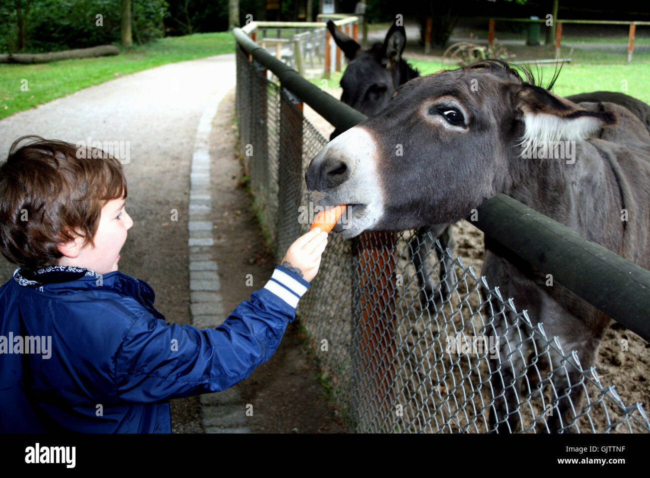 aliments pour animaux Banque D'Images