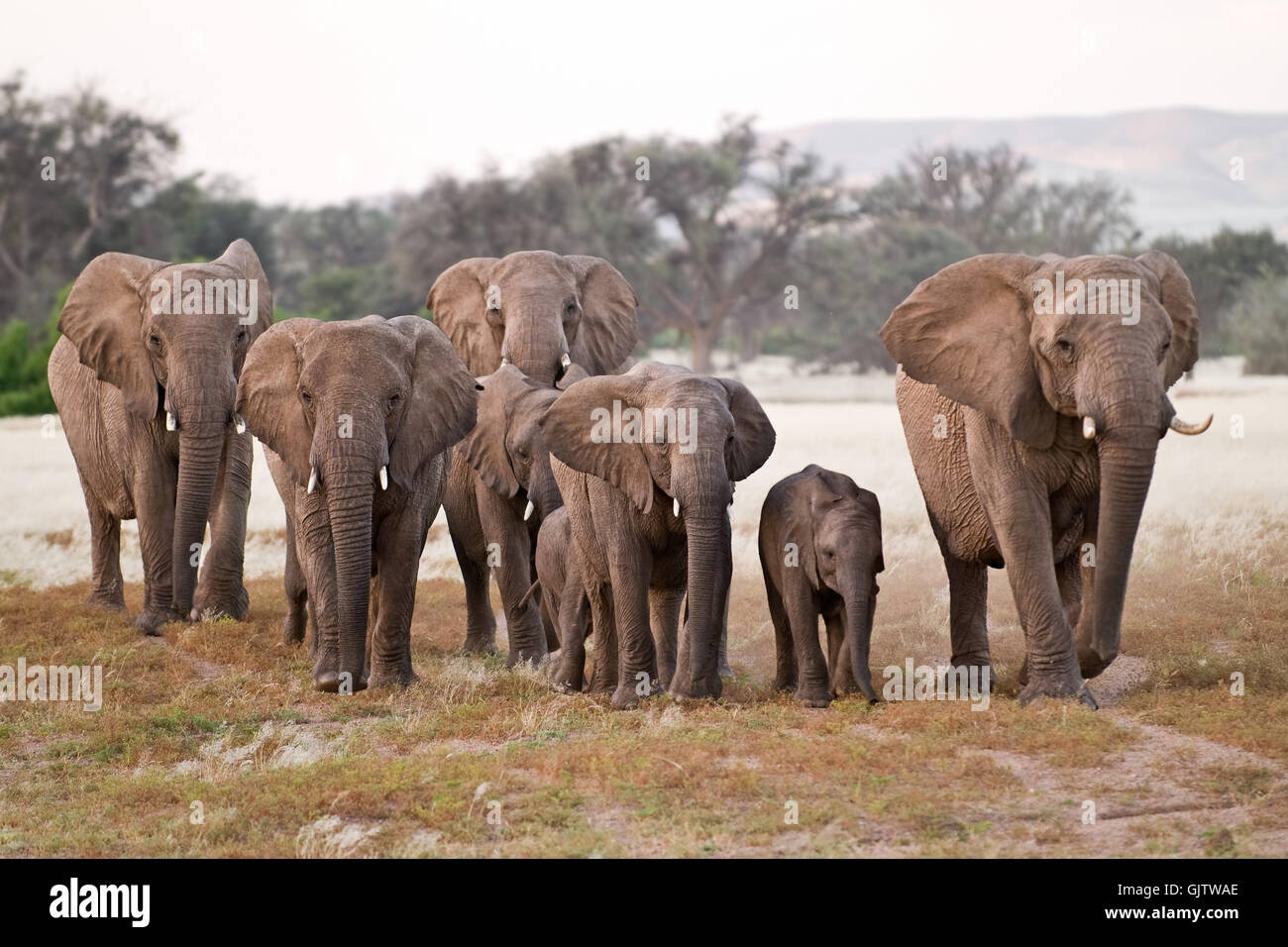 L'éléphant du désert dans le Damaraland Banque D'Images