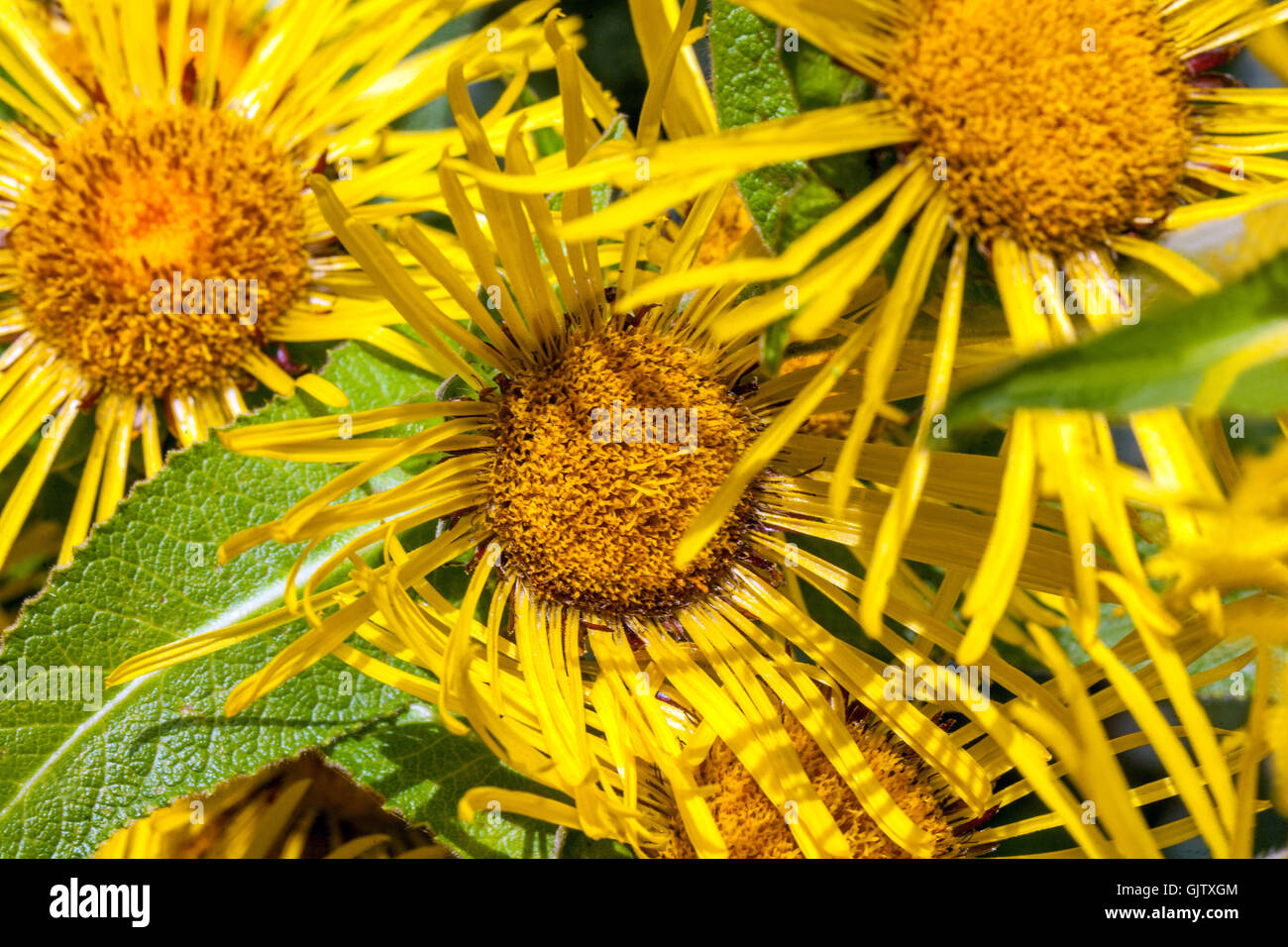 Inula racemosa, fleurs jaunes Banque D'Images