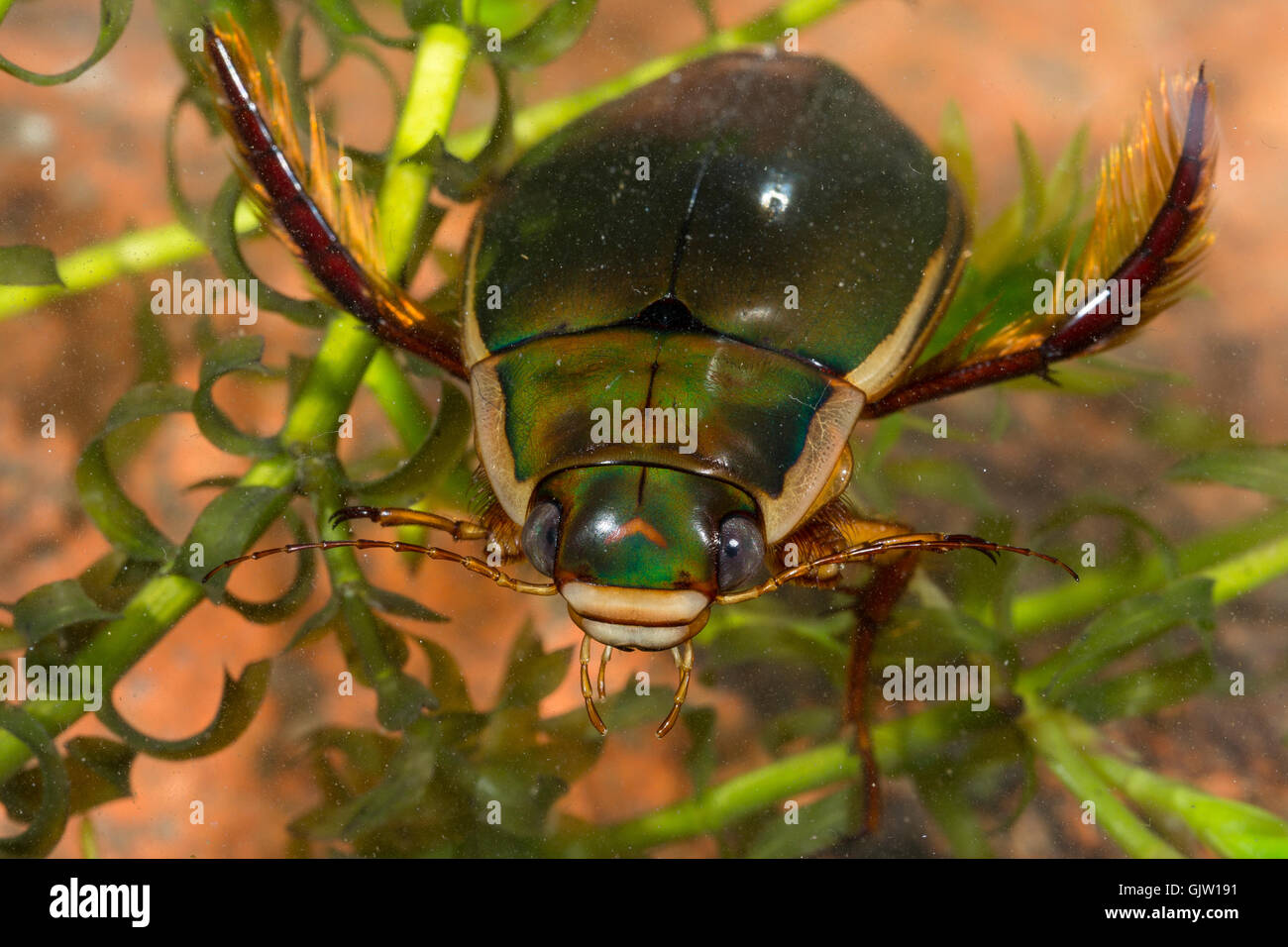 Gelbrandkäfer, Männchen, Dytiscus dimidiatus, plongée Beetle, épais à cornes Dytiscus, homme Banque D'Images