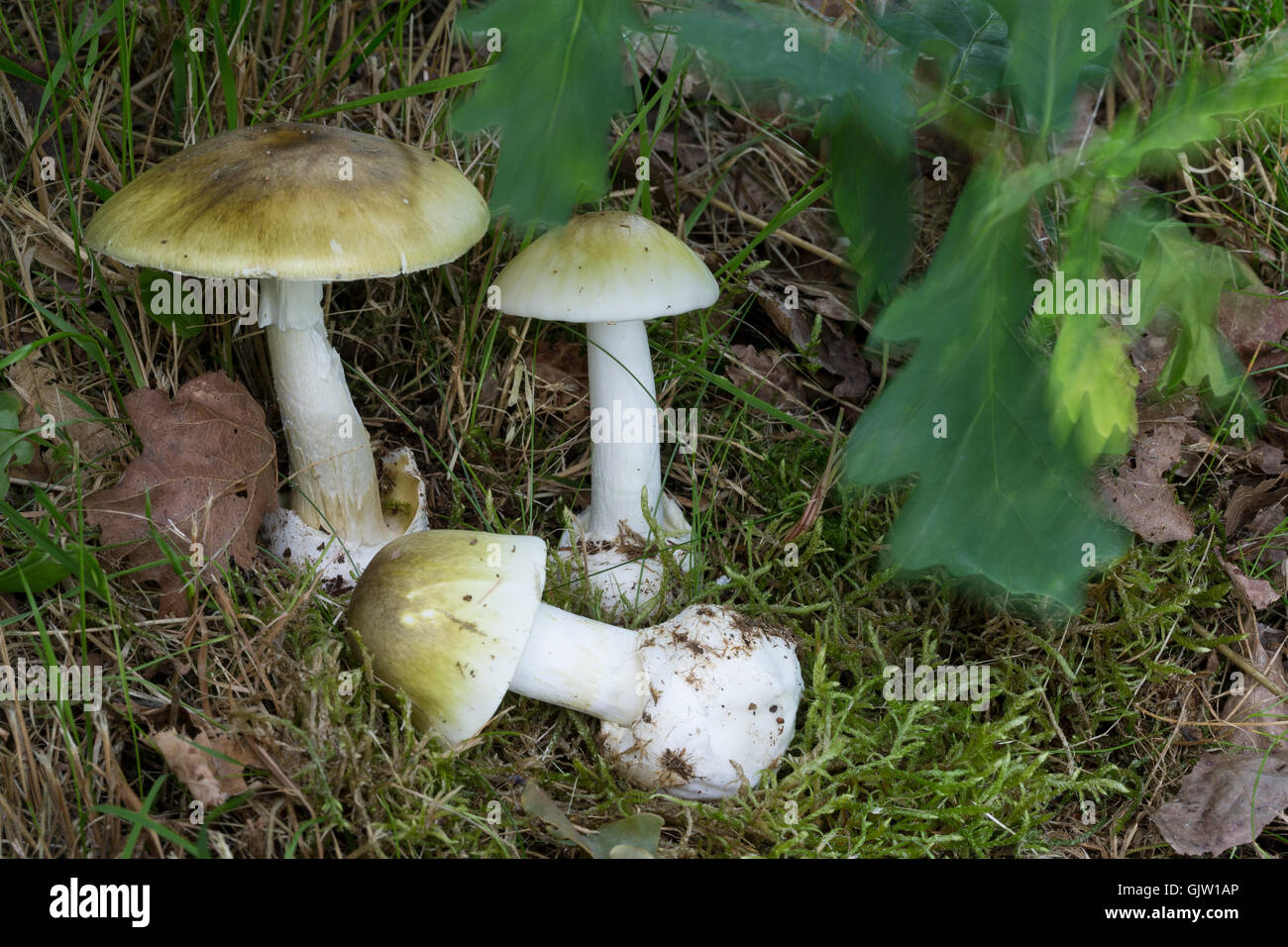 Grüner Knollenblätterpilz Gift-Wulstling, Grüner, Grüner Knollen-Blätterpilz, tödlich giftig, Amanita phalloides, la mort, les dea Banque D'Images