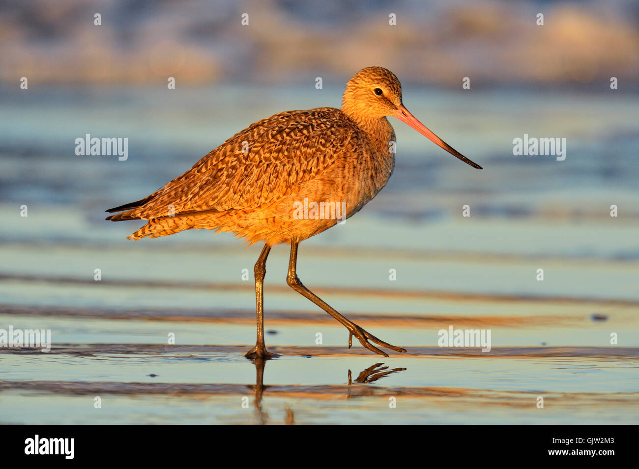 La Barge marbrée (Limosa fedoa) à marée basse sur une plage de sable, Morro Bay, Californie, USA Banque D'Images