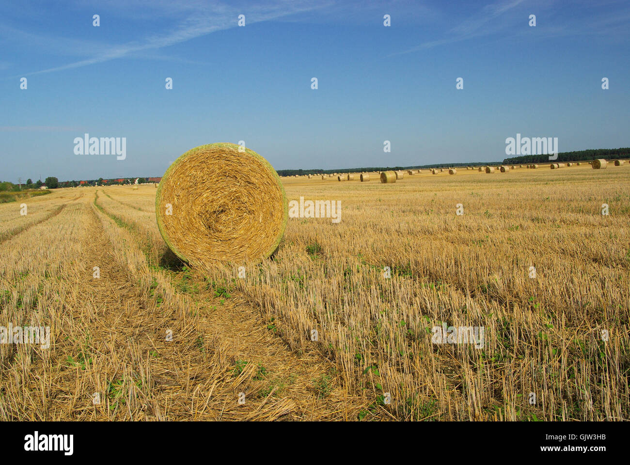 Balles de paille - botte de paille 24 Banque D'Images