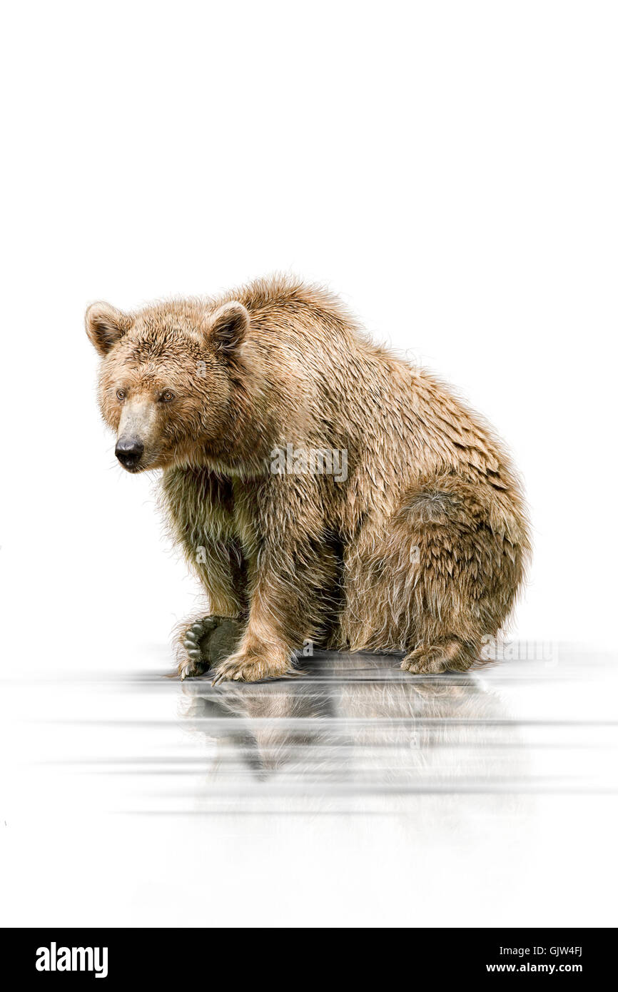 La conservation de la nature de l'ours d'animaux Banque D'Images