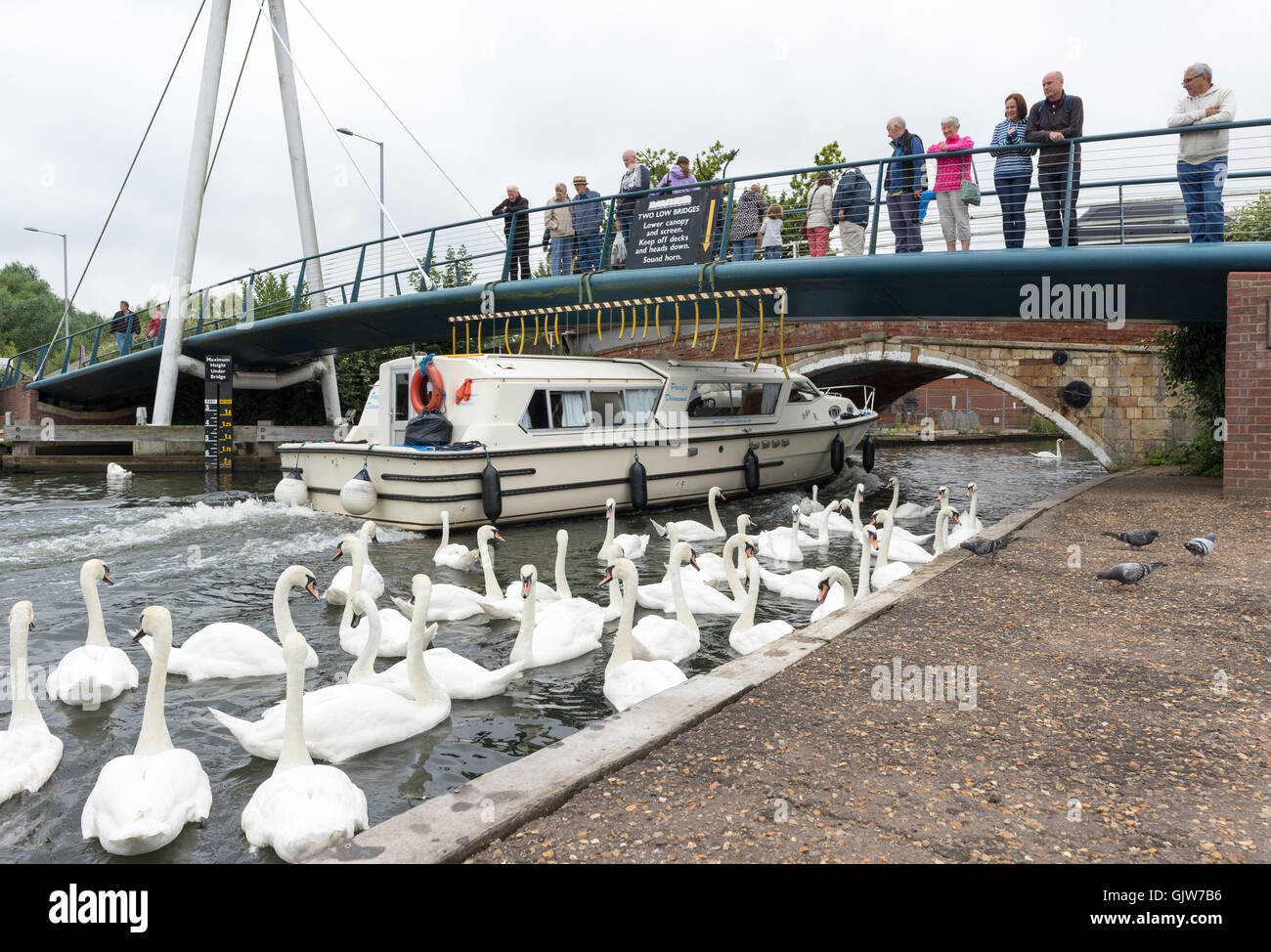 Un bateau de plaisance passe sous les badauds se trouvait sur un pont routier, tandis qu'un troupeau de cygnes se rassemblent à la rivière, Wroxham, Norfolk. Banque D'Images
