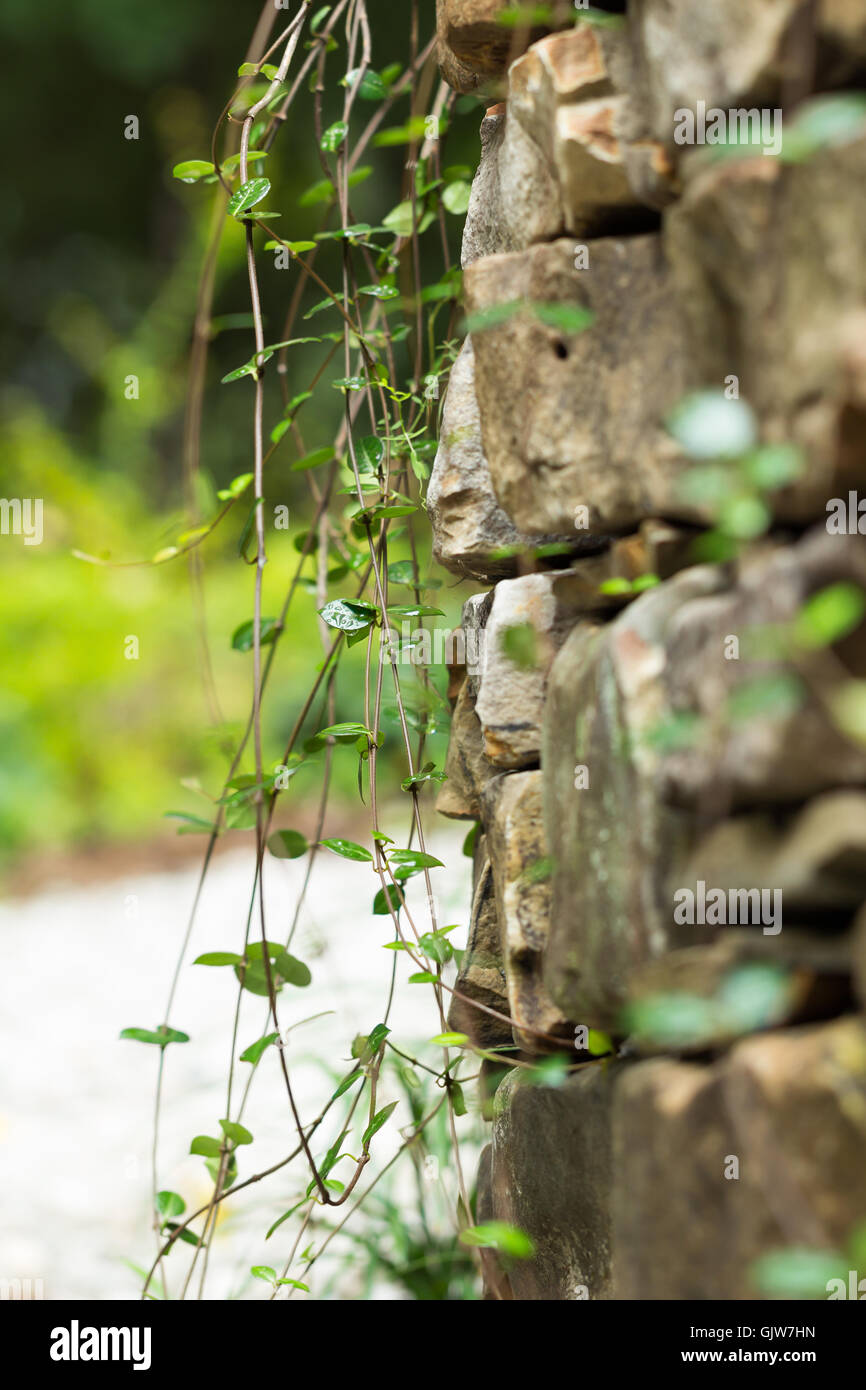 trachelospermum-asiaticum-banque-de-photographies-et-d-images-haute
