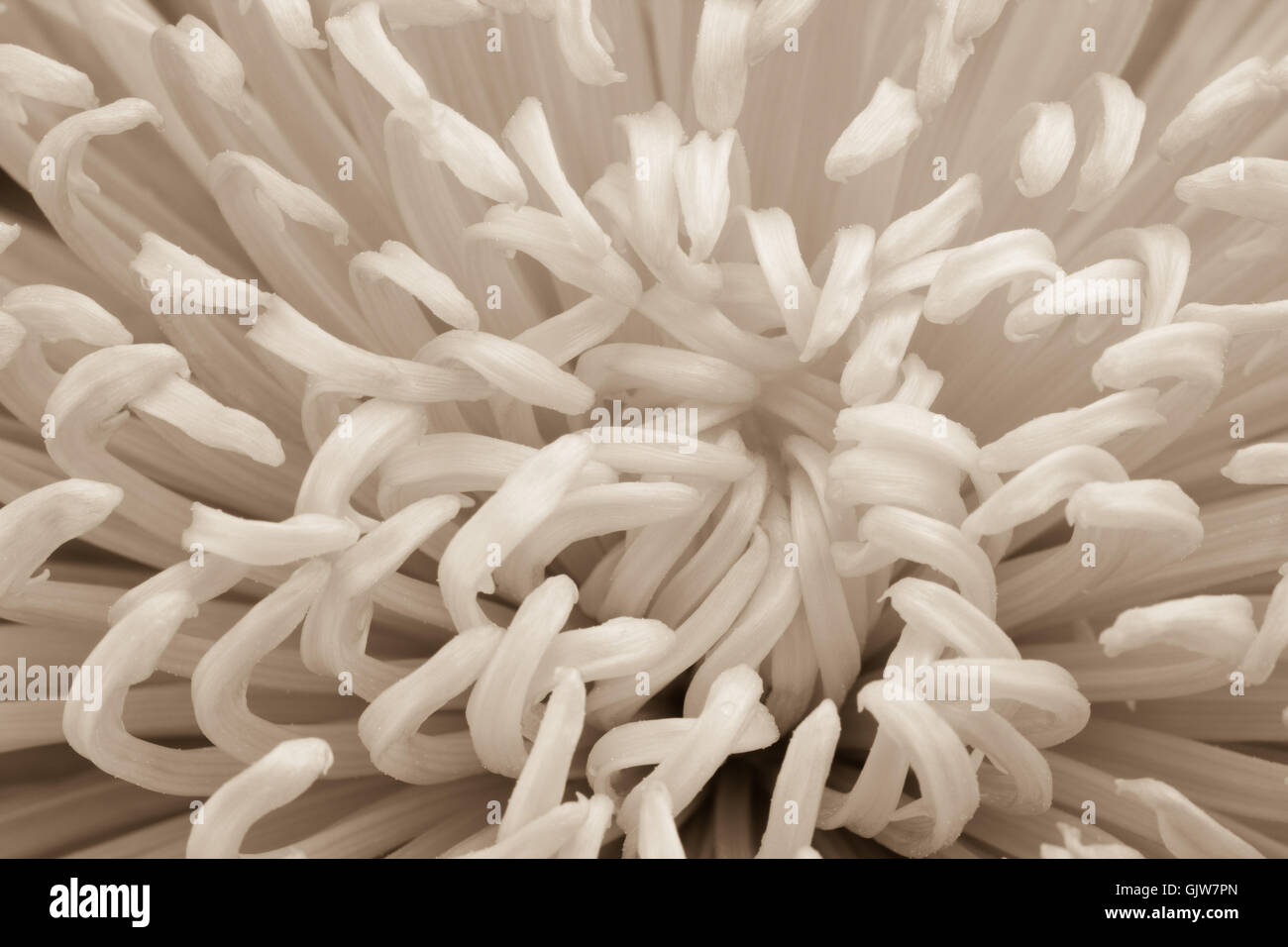 Macro de fleur de chrysanthème araignée sépia crée abstract background. Banque D'Images