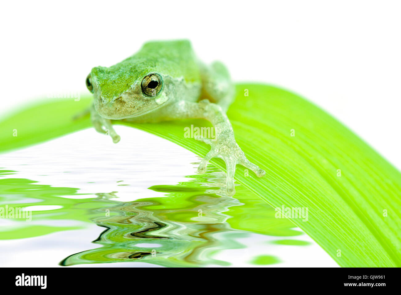 Leaf frog réflexion Banque D'Images