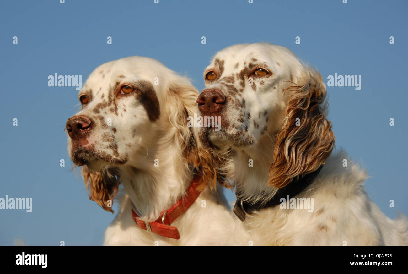 Chien setter anglais Banque D'Images