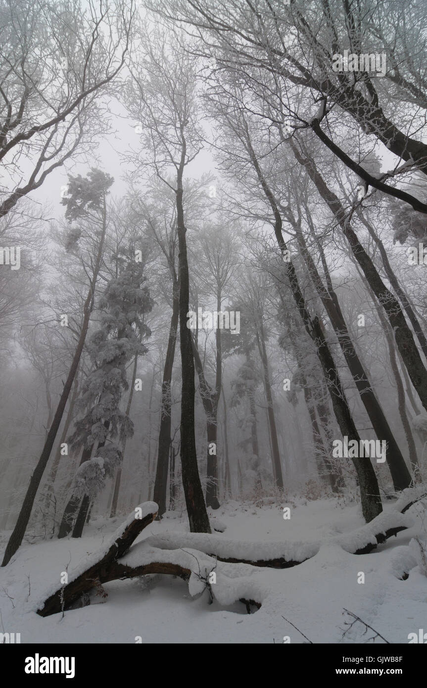 Furth an der Triesting : winter forest, l'Autriche, Niederösterreich, Autriche, Vienne, Wienerwald Woods Banque D'Images