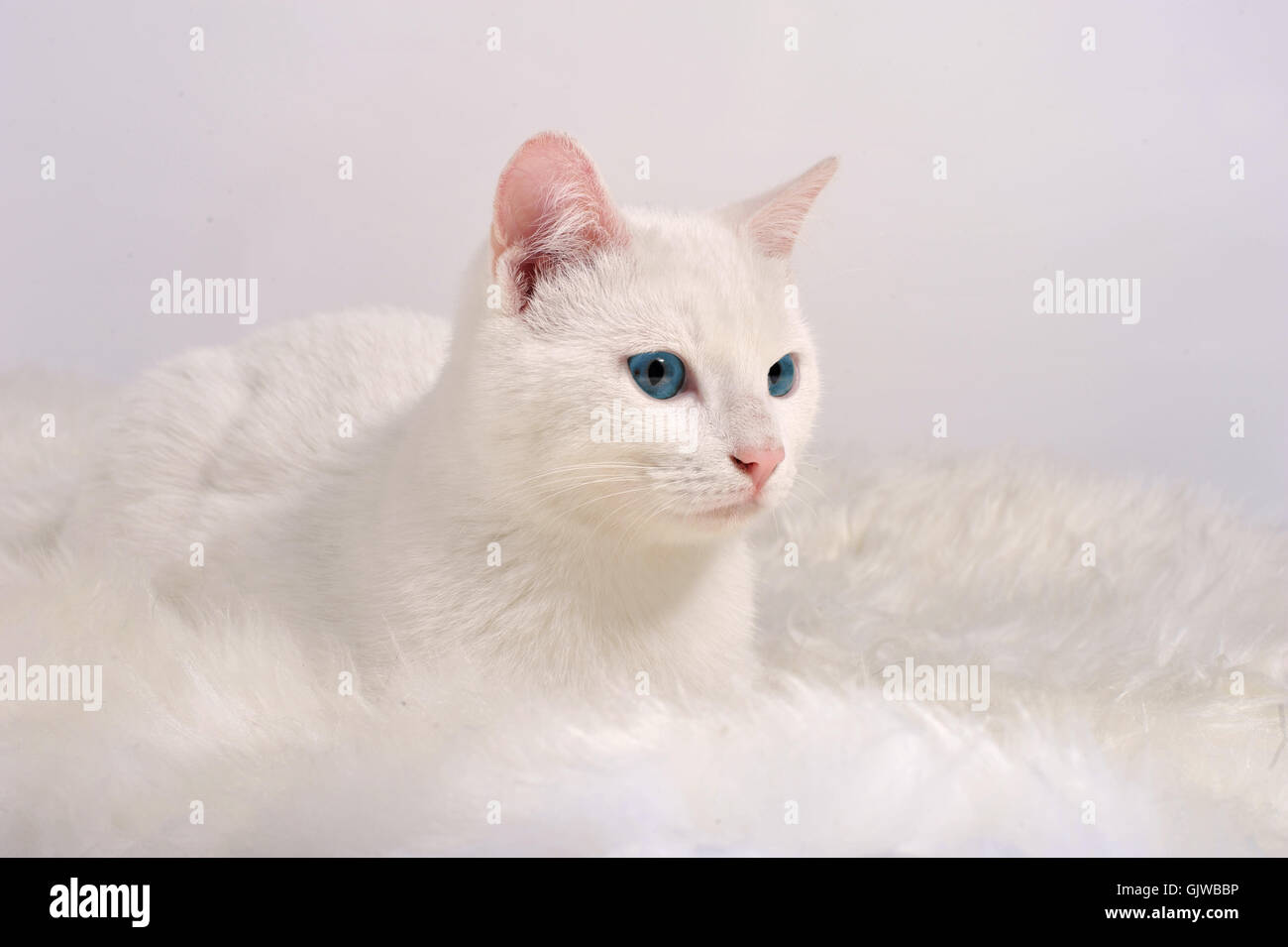 yeux bleus fourrure Banque D'Images