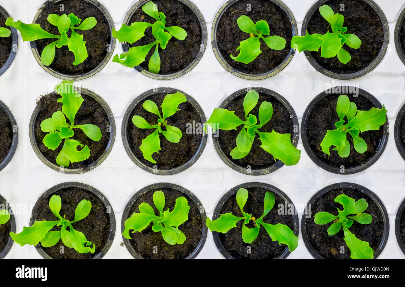 Pots d'organic lettuce growing Banque D'Images