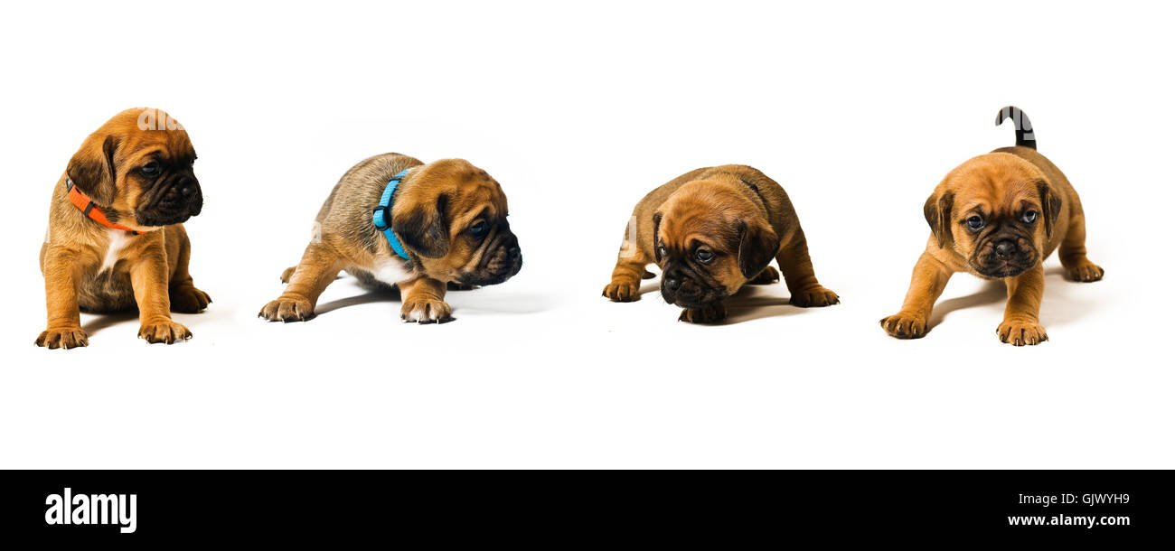 Puggle chiots,3,5 semaines Banque D'Images