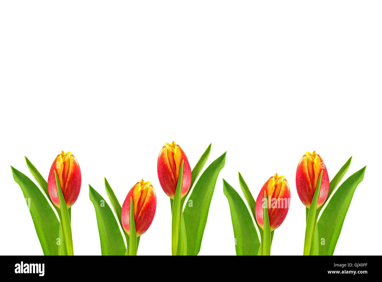 Toile de tulipes au printemps Banque D'Images