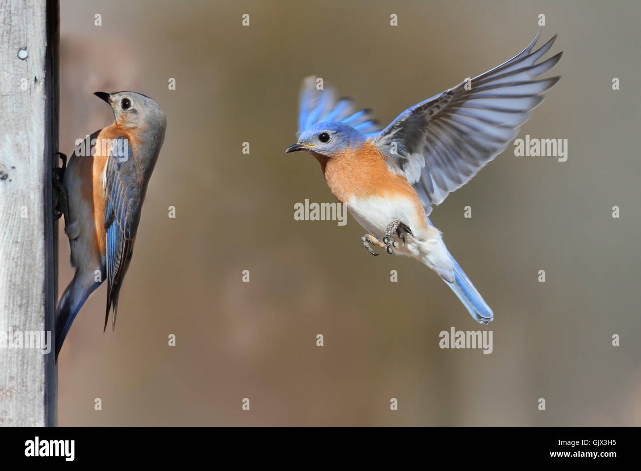 oiseau bleu sauvage Banque D'Images