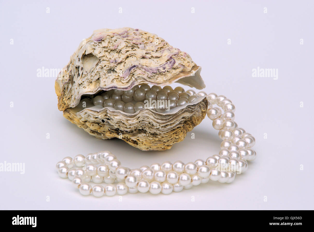 Huîtres avec pearl Collier - Collier de perles d'huîtres avec 01 Photo  Stock - Alamy