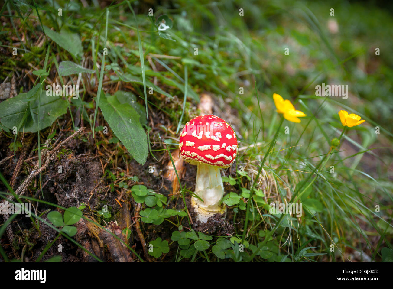 Amanita muscaria, champignon rouge à forrest Banque D'Images