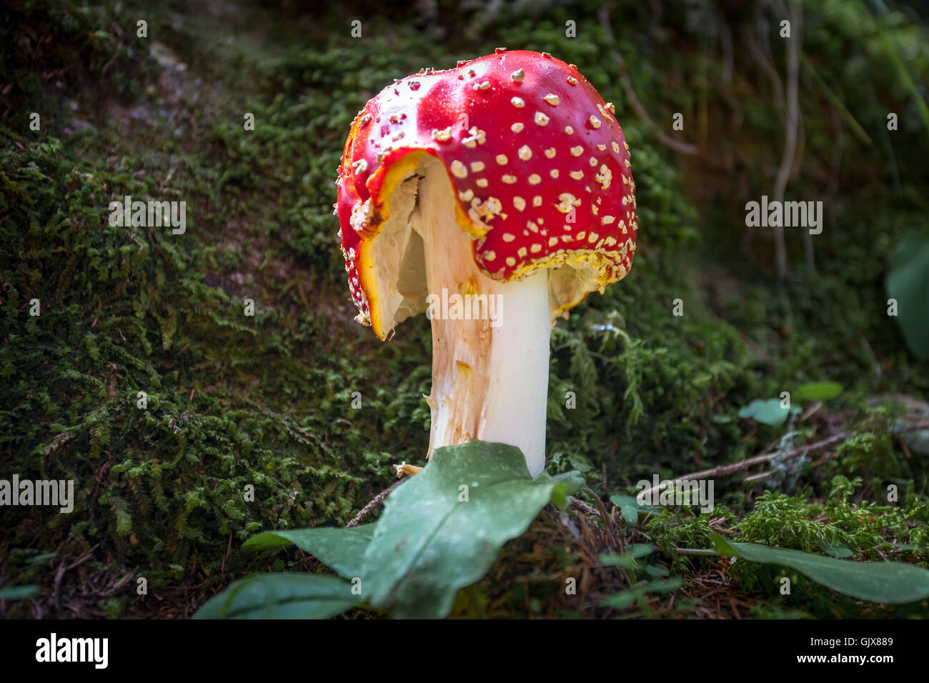 Amanita muscaria, champignon rouge à forrest Banque D'Images