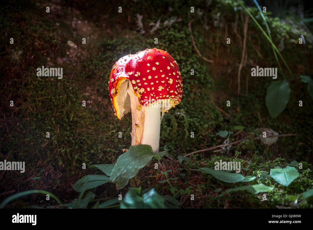 Amanita muscaria, red mushroom in forest Banque D'Images