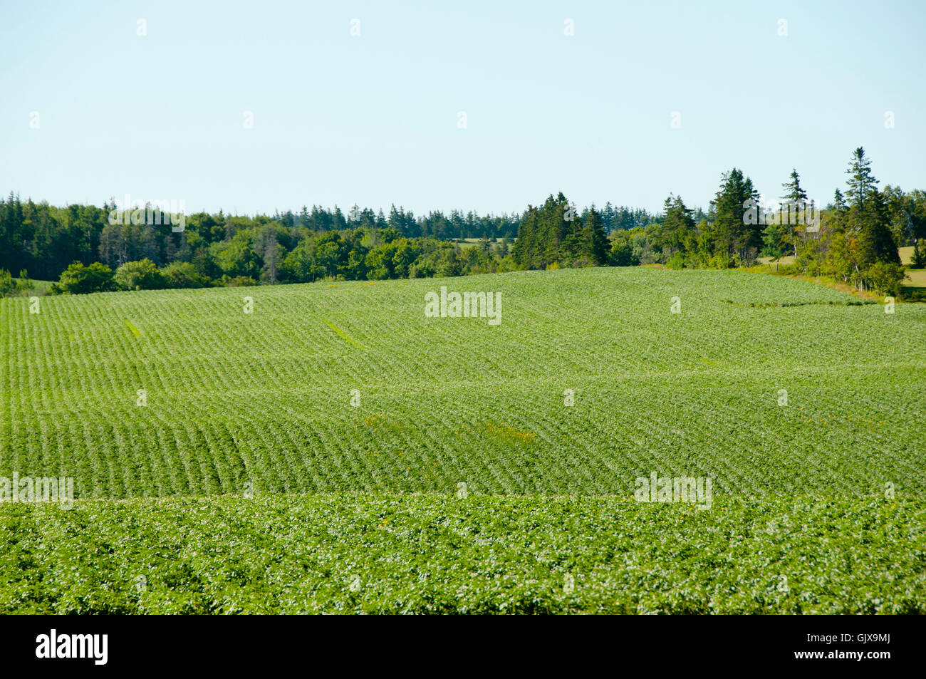 Plantation de pommes de terre - Prince Edward Island - Canada Banque D'Images