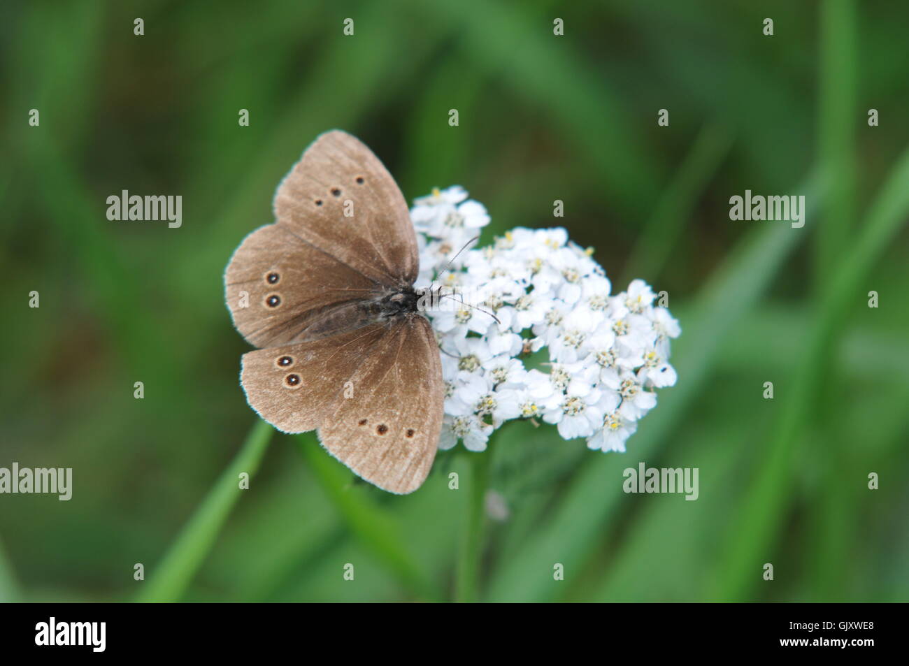 Meadow Brown Butterfly sur une plante de fleur Banque D'Images