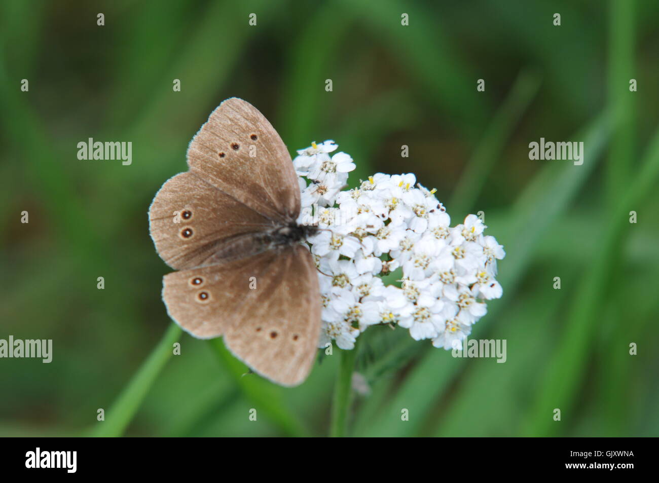 Meadow Brown Butterfly sur une plante de fleur Banque D'Images