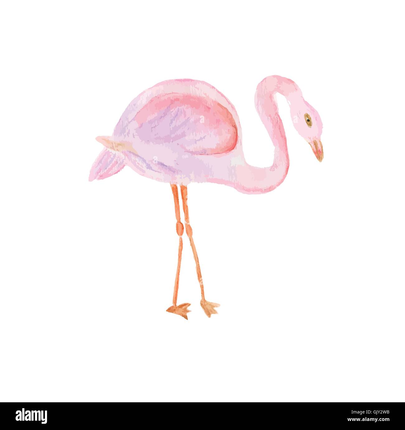 Peint à l'Aquarelle illustration de Flamingo. Illustration de Vecteur