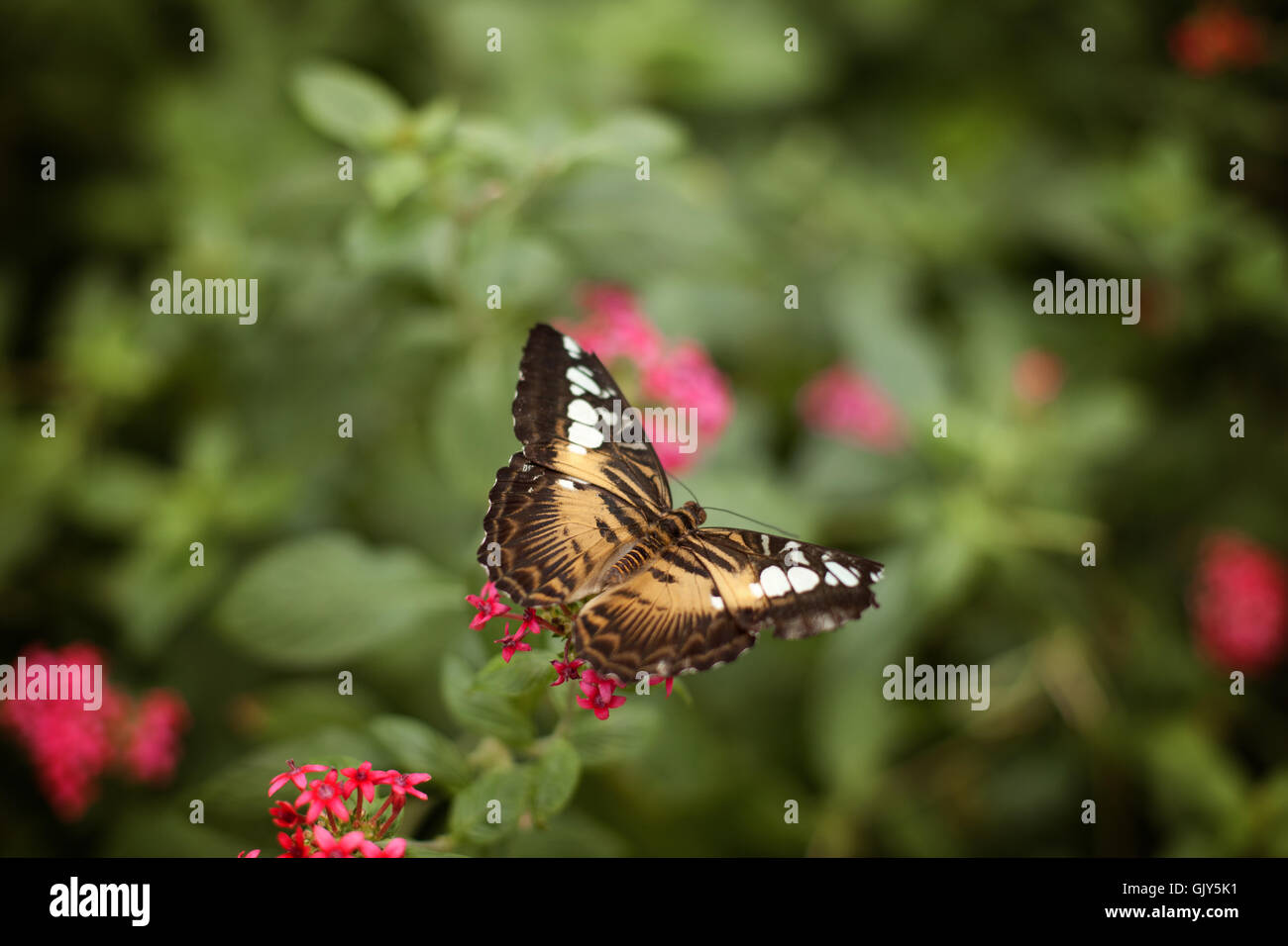 Papillon s'est posé sur une fleur Banque de photographies et d’images à
