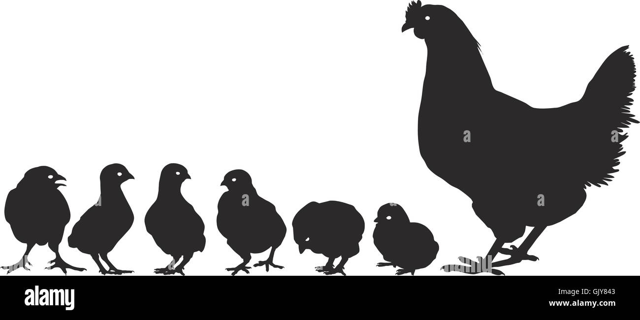 Famille avec jeunes de poulet Illustration de Vecteur