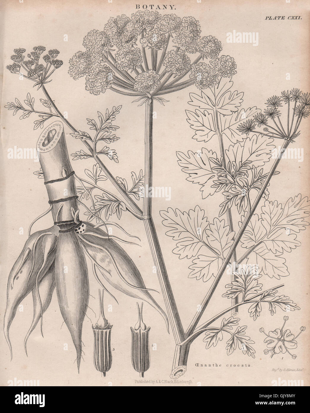 Oenanthe crocata (dropworts l'eau). BRITANNICA, antique print 1860 Banque D'Images