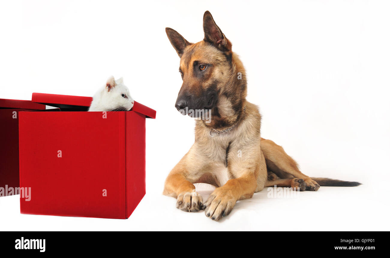 animaux de compagnie chien belge Banque D'Images