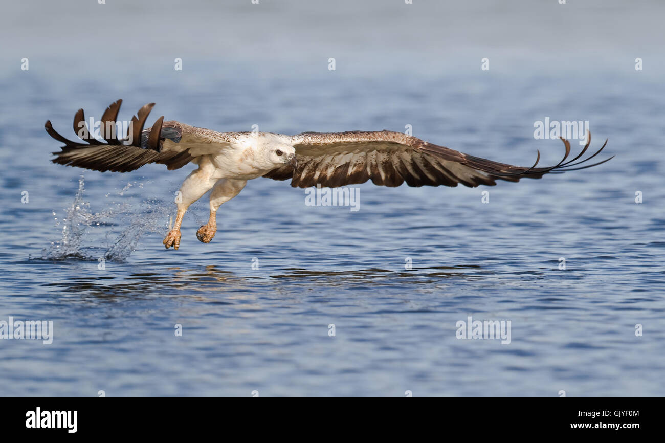 White-bellied sea eagle Banque D'Images