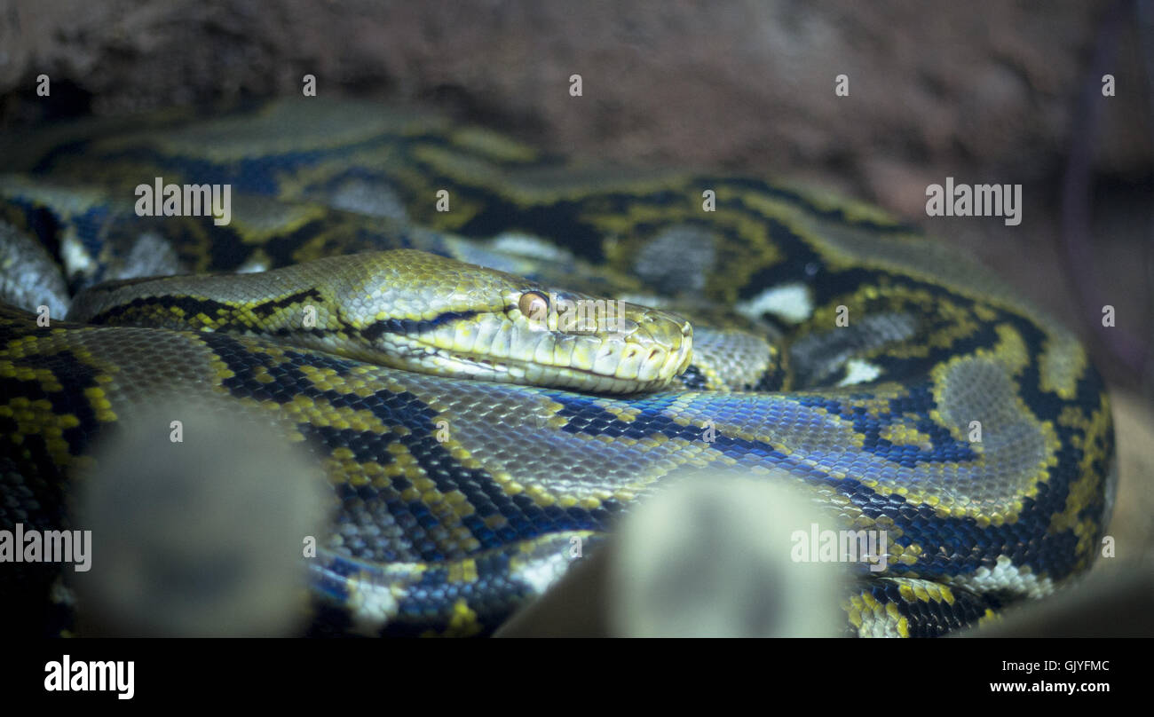 Serpent python améthyste enroulé Banque D'Images