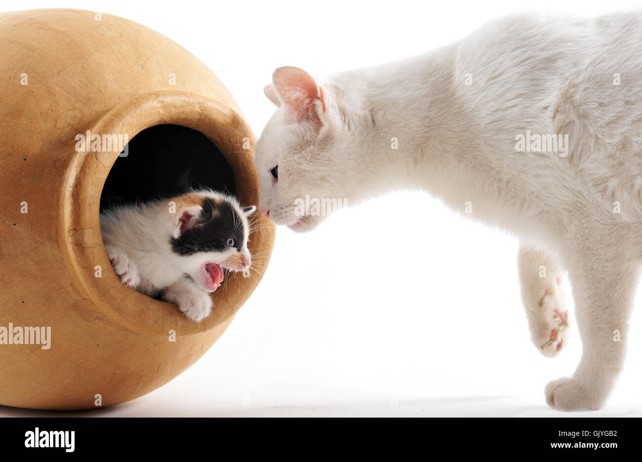 Mère peur animale Banque D'Images