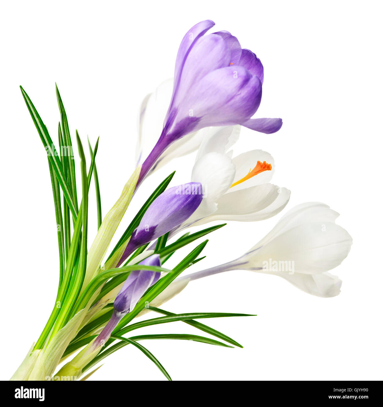 Fleur plante isolée Banque D'Images