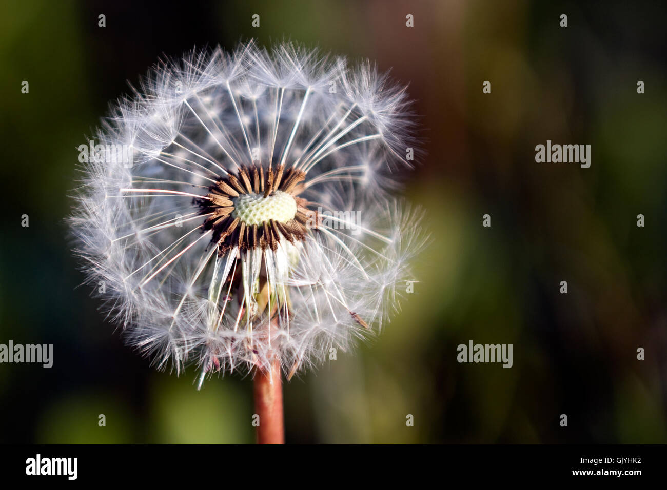 Souffler un pissenlit Banque de photographies et d’images à haute — free download