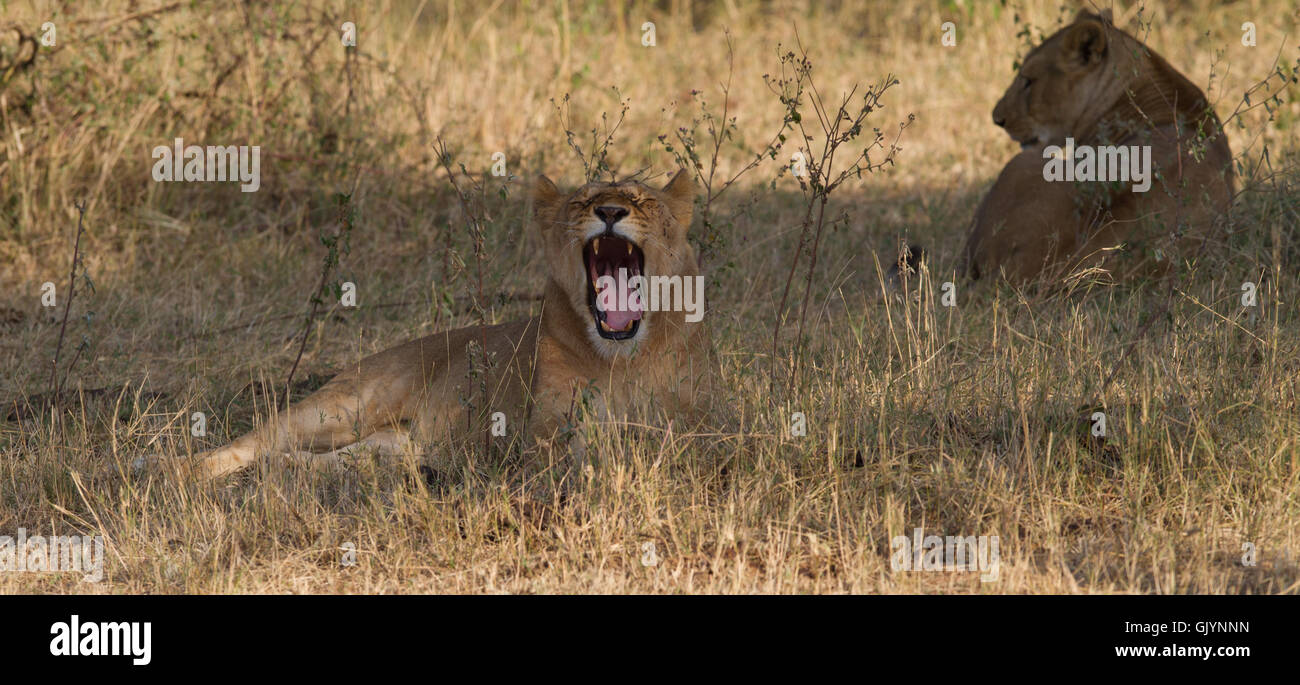 chat lion Afrique Banque D'Images