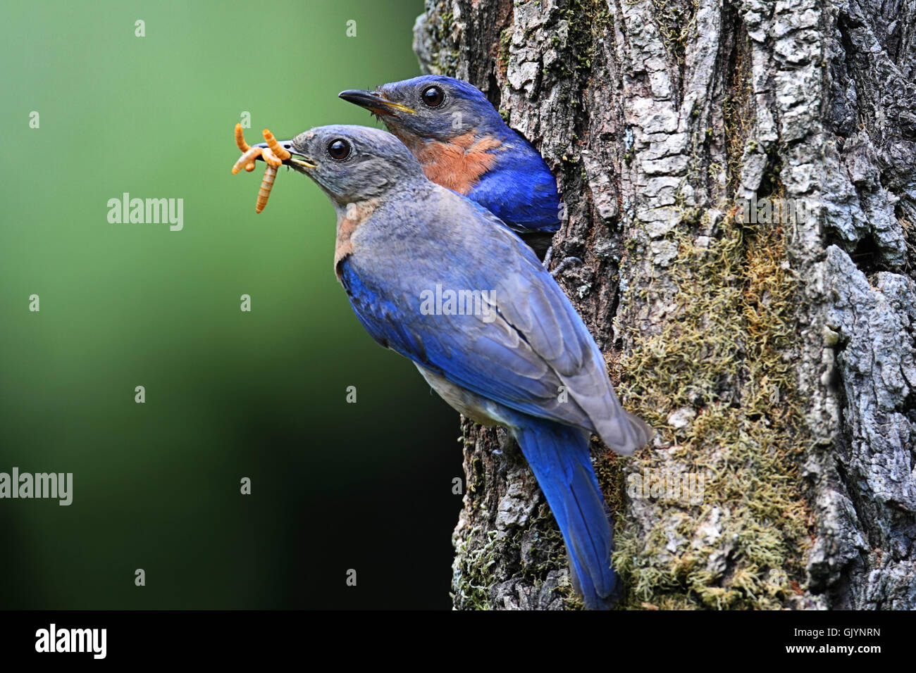 oiseau bleu sauvage Banque D'Images