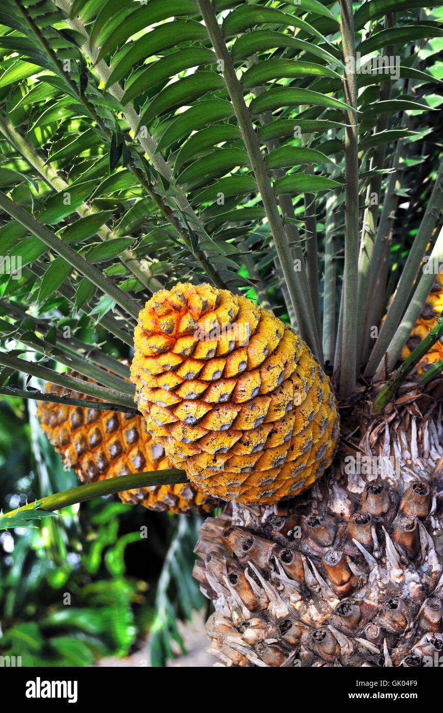 La floraison des plantes à fleurs Banque D'Images