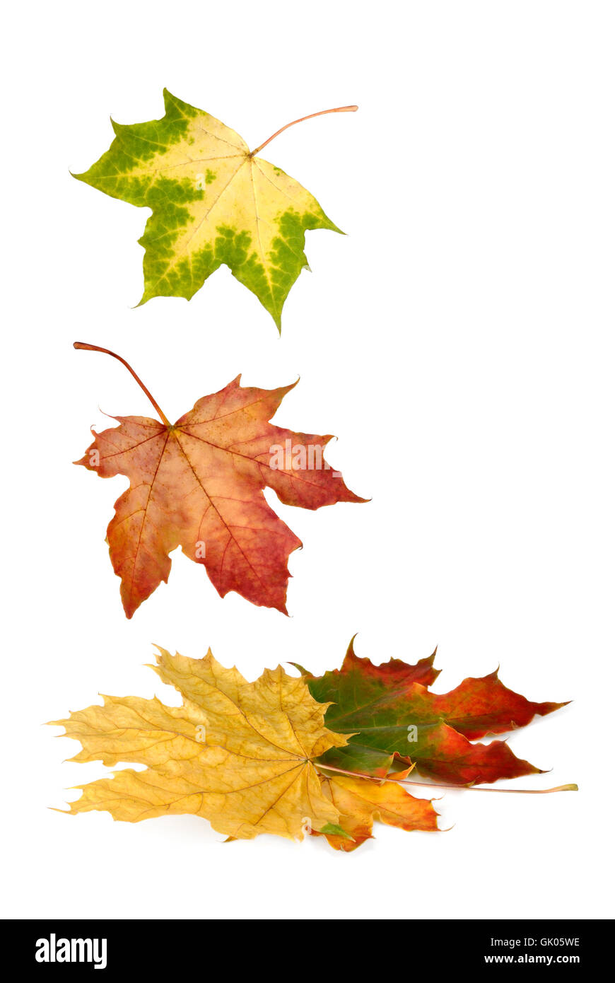 La chute des feuilles d'érable colorées Banque D'Images