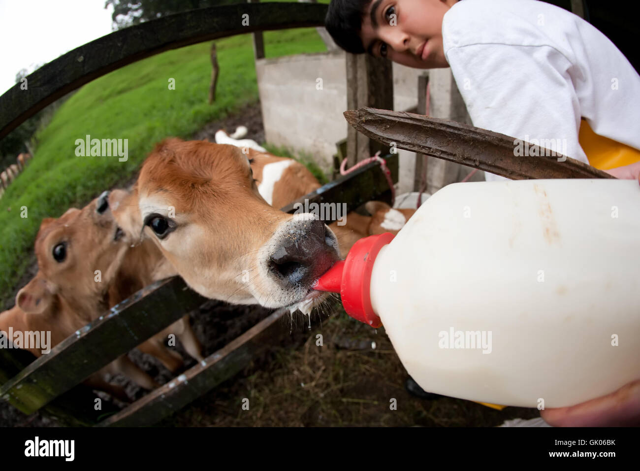 ferme de lait vache Banque D'Images