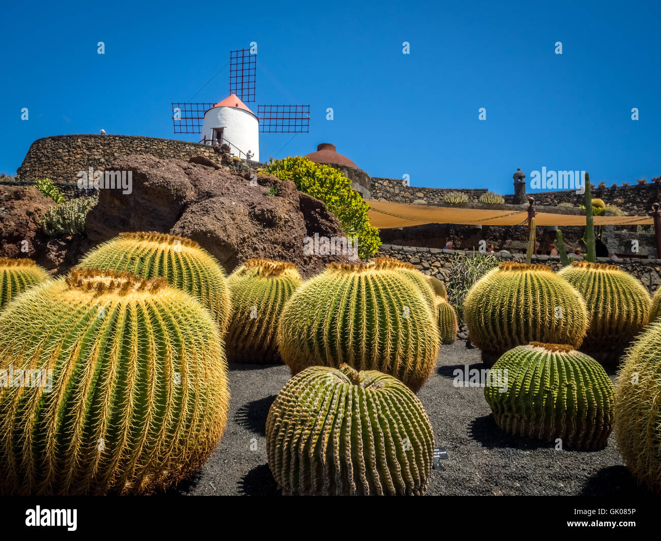 Ancien moulin transformé museum et grand cactus rond dans le jardin de cactus conçu par César Manrique, Lanzarote, Îles Canaries Banque D'Images