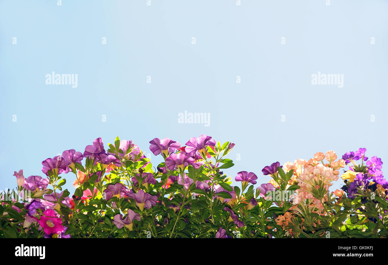 plantes de balcon Banque D'Images