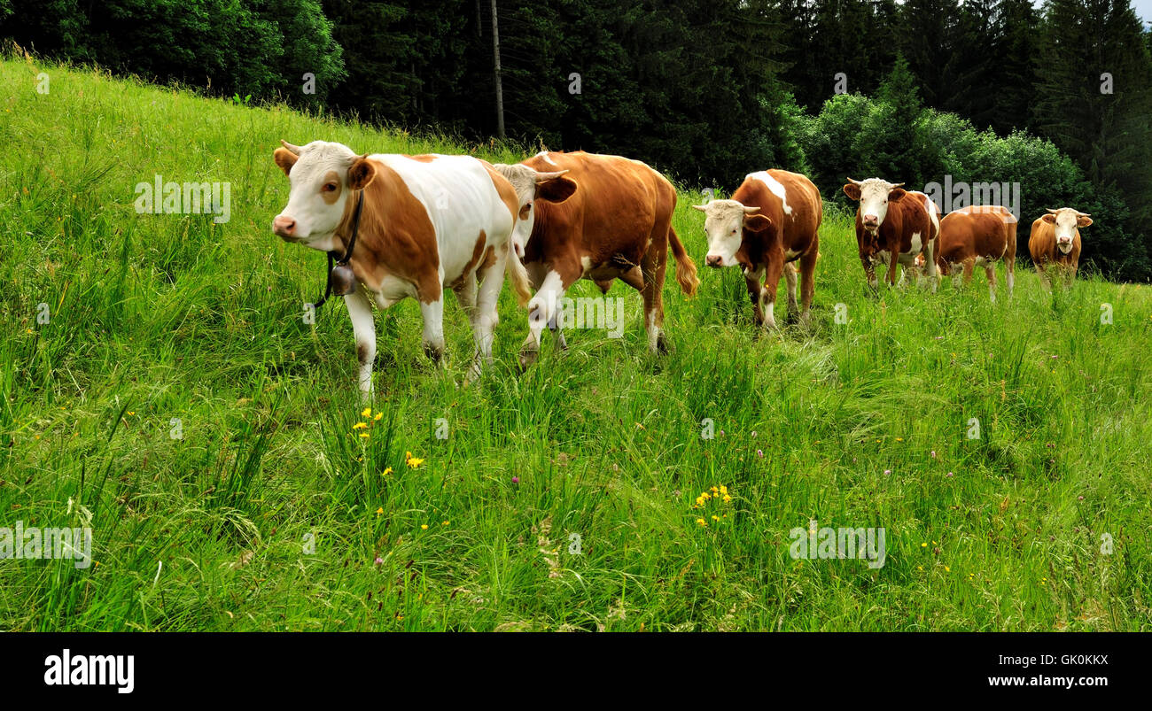 bovine vache Alp Banque D'Images